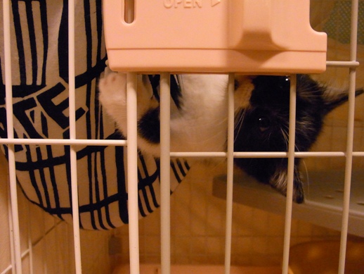 f:id:akiyochan15:20130601205350j:image