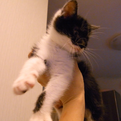 f:id:akiyochan15:20130604003249j:image