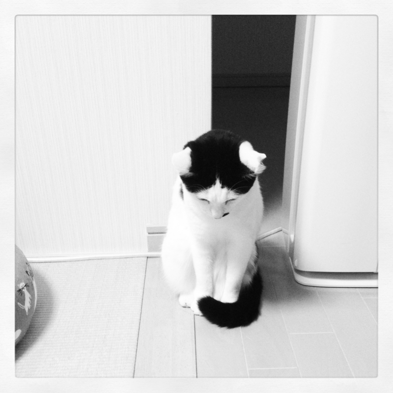 f:id:akiyochan15:20130604115907j:image:w400