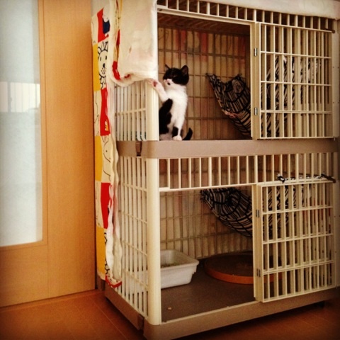 f:id:akiyochan15:20130612110351j:image:w400 f:id:akiyochan15:20130612110351j:image:w400