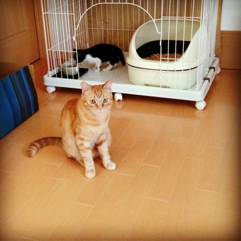 f:id:akiyochan15:20130612110817j:image:w400 f:id:akiyochan15:20130612110817j:image:w400