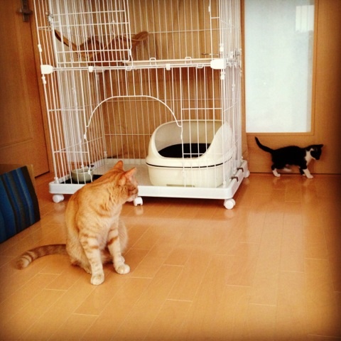 f:id:akiyochan15:20130612110819j:image:w400 f:id:akiyochan15:20130612110819j:image:w400