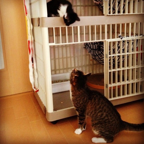 f:id:akiyochan15:20130612110821j:image:w400 f:id:akiyochan15:20130612110821j:image:w400