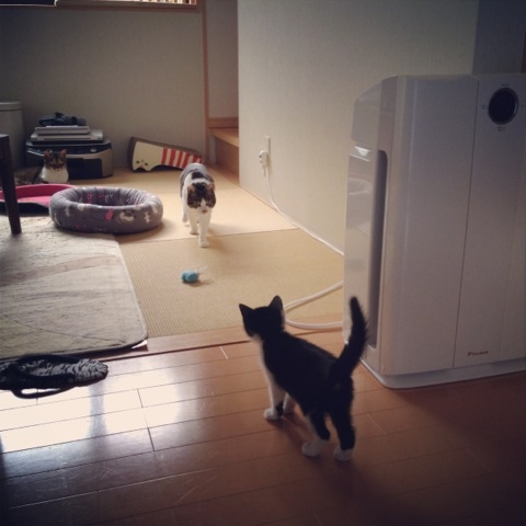 f:id:akiyochan15:20130612110917j:image:w400 f:id:akiyochan15:20130612110917j:image:w400