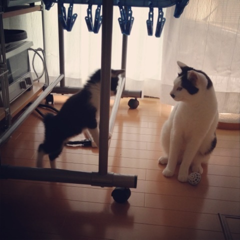 f:id:akiyochan15:20130612110918j:image:w400 f:id:akiyochan15:20130612110918j:image:w400