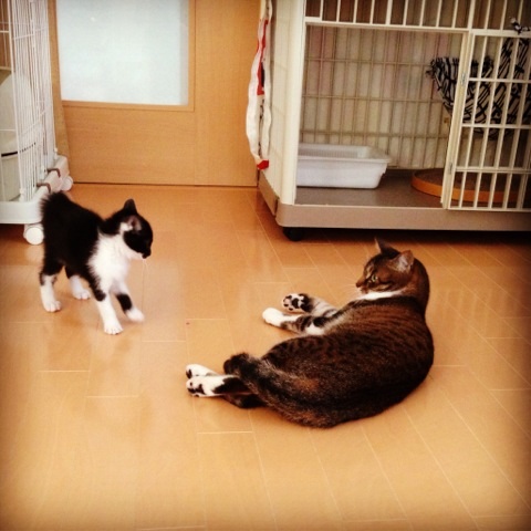 f:id:akiyochan15:20130612110919j:image:w400 f:id:akiyochan15:20130612110919j:image:w400