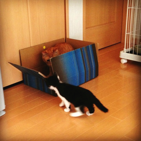 f:id:akiyochan15:20130612110920j:image:w400 f:id:akiyochan15:20130612110920j:image:w400