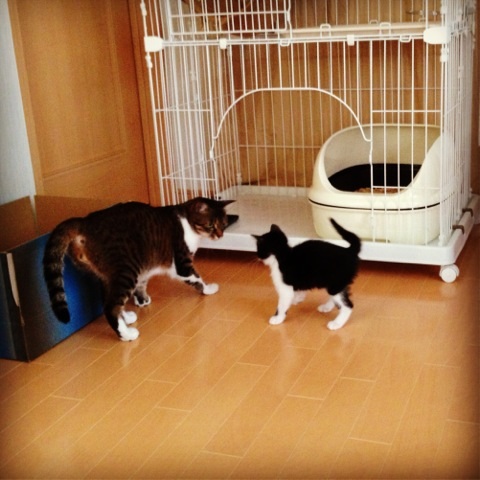 f:id:akiyochan15:20130612110921j:image:w400 f:id:akiyochan15:20130612110921j:image:w400