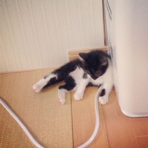 f:id:akiyochan15:20130612111002j:image:w400 f:id:akiyochan15:20130612111002j:image:w400