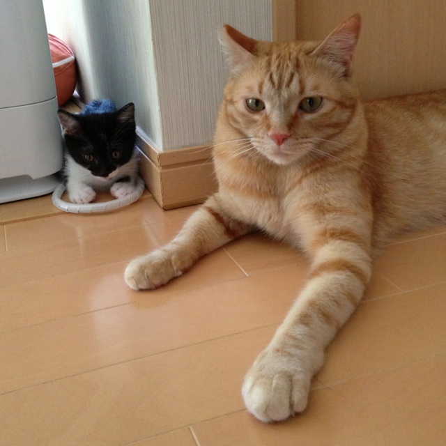 f:id:akiyochan15:20130617124526j:image:w400