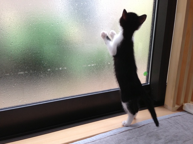 f:id:akiyochan15:20130619143949j:image:w519