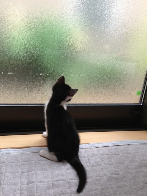 f:id:akiyochan15:20130619143952j:image:w389