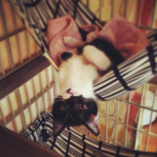 f:id:akiyochan15:20130703131504j:image:w400