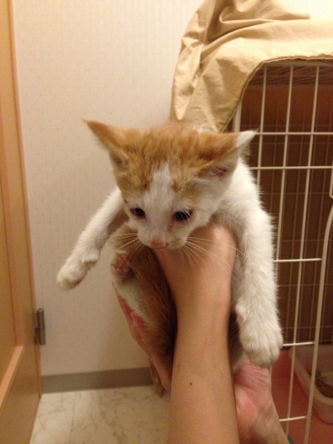 f:id:akiyochan15:20130714154441j:image:w389