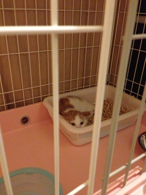 f:id:akiyochan15:20130714154831j:image:w389