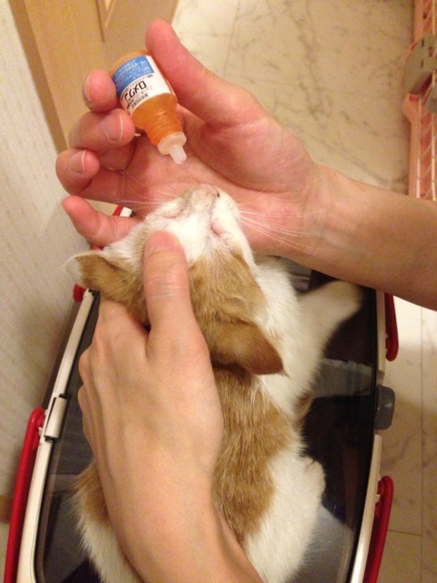 f:id:akiyochan15:20130714154832j:image:w389