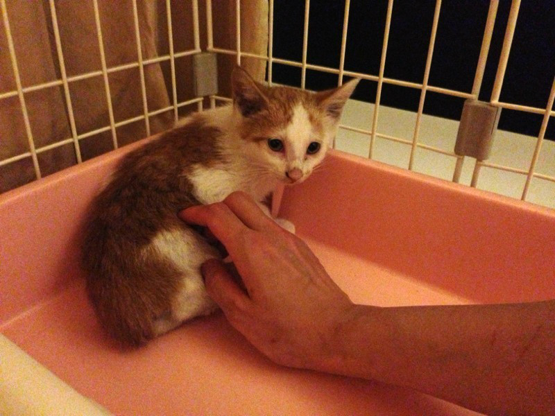 f:id:akiyochan15:20130714171740j:image:w518