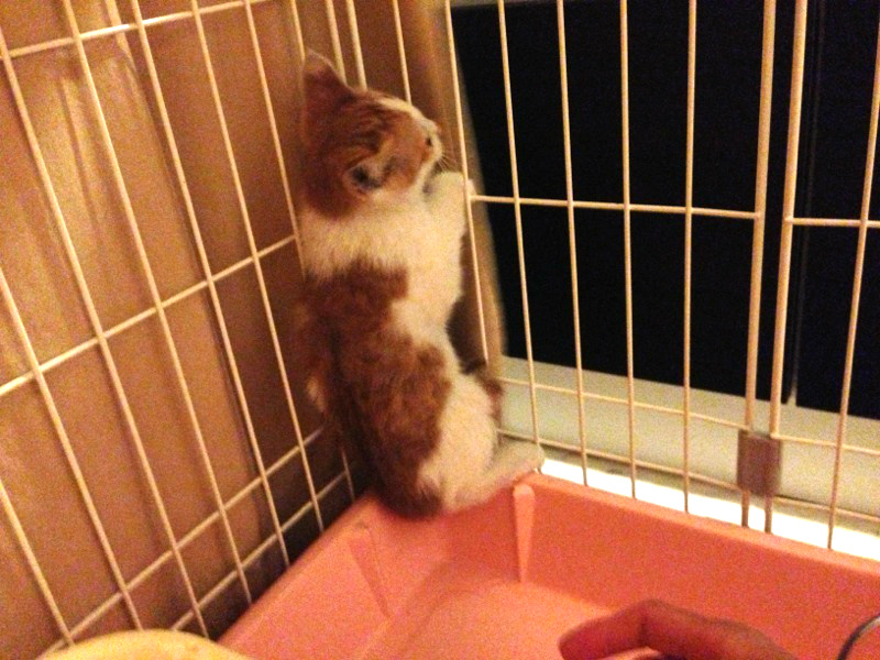 f:id:akiyochan15:20130714171838j:image:w518