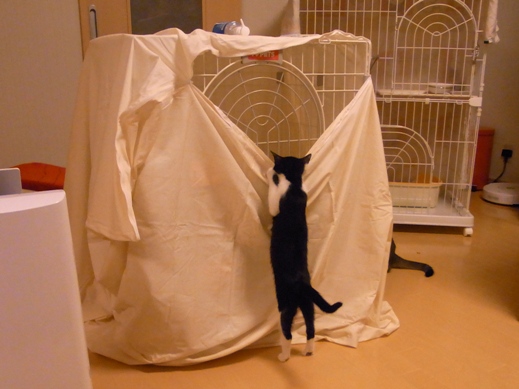 f:id:akiyochan15:20130726221947j:image f:id:akiyochan15:20130726221947j:image