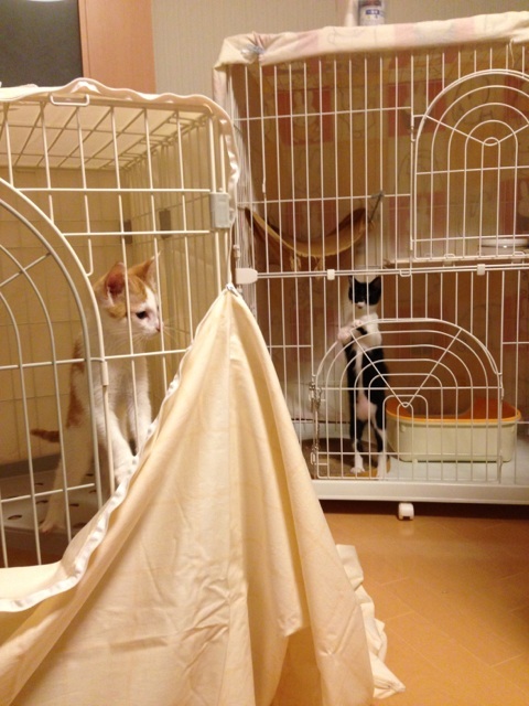 f:id:akiyochan15:20130728122440j:image:w389 f:id:akiyochan15:20130728122440j:image:w389