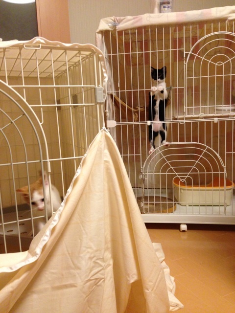 f:id:akiyochan15:20130728122441j:image:w389 f:id:akiyochan15:20130728122441j:image:w389