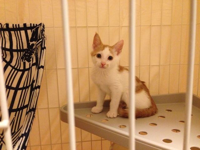 f:id:akiyochan15:20130728122442j:image:w518 f:id:akiyochan15:20130728122442j:image:w518