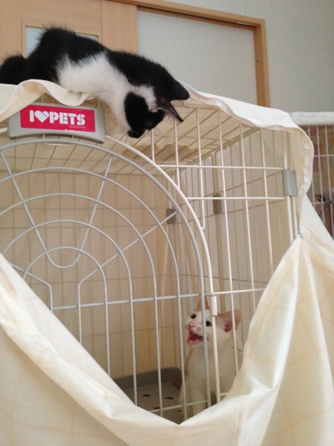 f:id:akiyochan15:20130728144457j:image:w389 f:id:akiyochan15:20130728144457j:image:w389