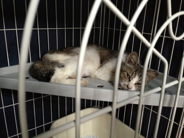 f:id:akiyochan15:20130807210613j:image:w400