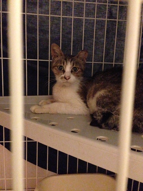 f:id:akiyochan15:20130808093814j:image:w389