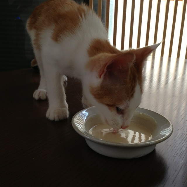 f:id:akiyochan15:20130811213852j:image:w400