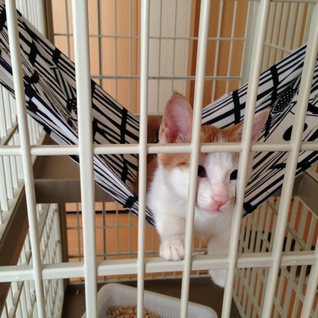 f:id:akiyochan15:20130811214008j:image:w400