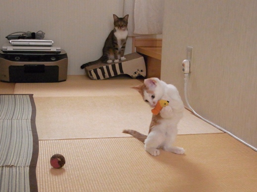 f:id:akiyochan15:20130817103720j:image f:id:akiyochan15:20130817103720j:image