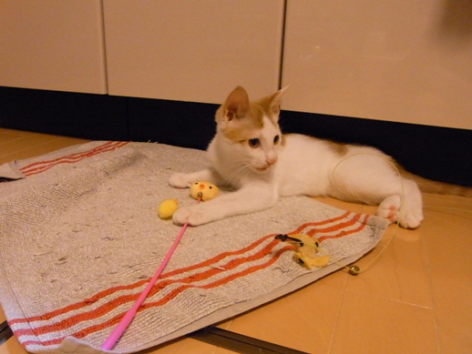 f:id:akiyochan15:20130827224937j:image f:id:akiyochan15:20130827224937j:image