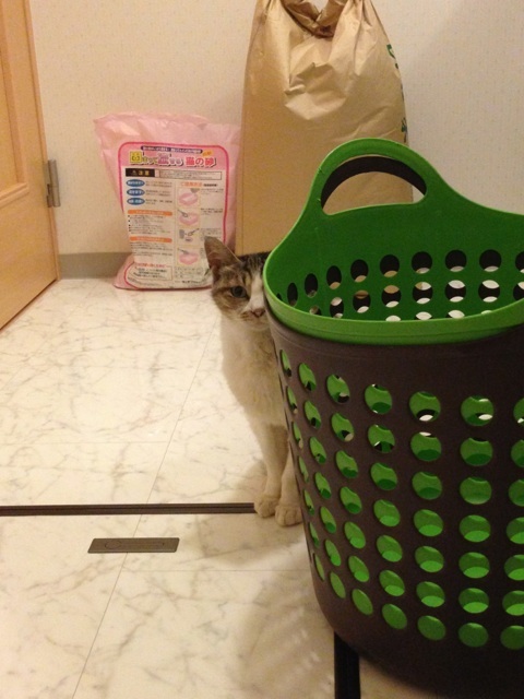 f:id:akiyochan15:20130828002815j:image:w389