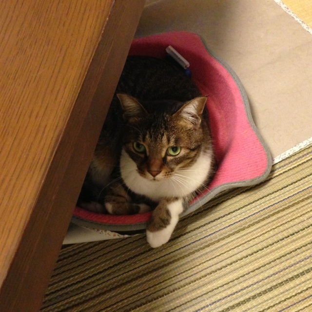 f:id:akiyochan15:20130828130002j:image:w450