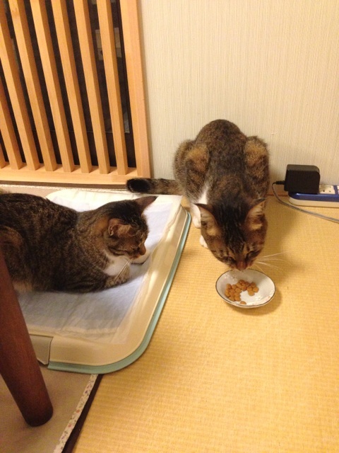 f:id:akiyochan15:20130831143133j:image:w389 f:id:akiyochan15:20130831143133j:image:w389