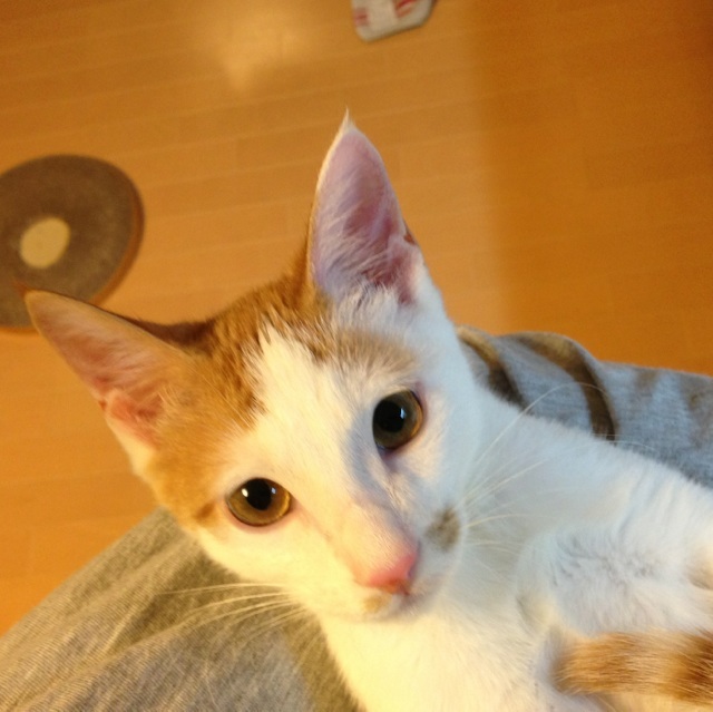 f:id:akiyochan15:20130922175009j:image:w389