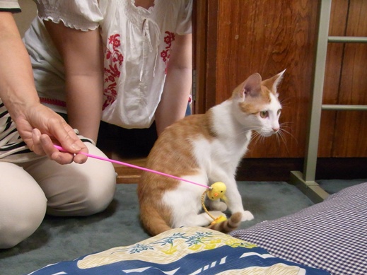 f:id:akiyochan15:20130923141659j:image