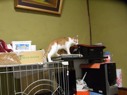 f:id:akiyochan15:20130923145104j:image