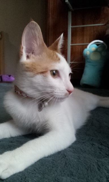 f:id:akiyochan15:20130923181831j:image:w389