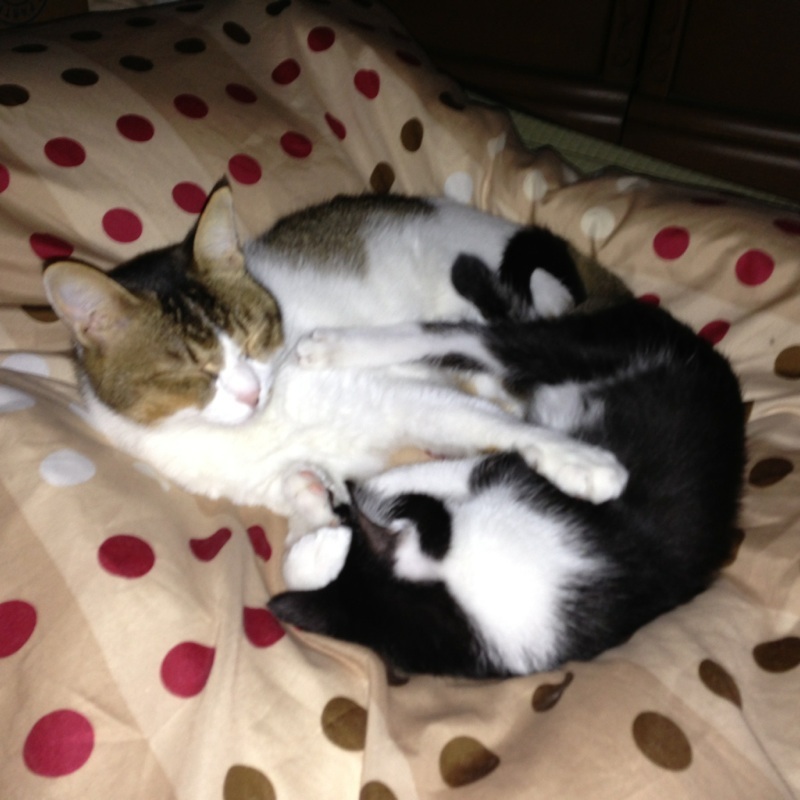 f:id:akiyochan15:20130925211903j:image:w389