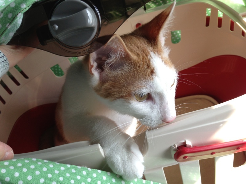 f:id:akiyochan15:20130925212840j:image:w518