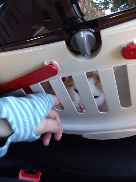f:id:akiyochan15:20131006150108j:image:w389 f:id:akiyochan15:20131006150108j:image:w389