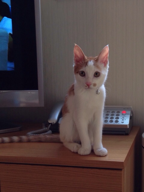 f:id:akiyochan15:20131006150112j:image:w389 f:id:akiyochan15:20131006150112j:image:w389
