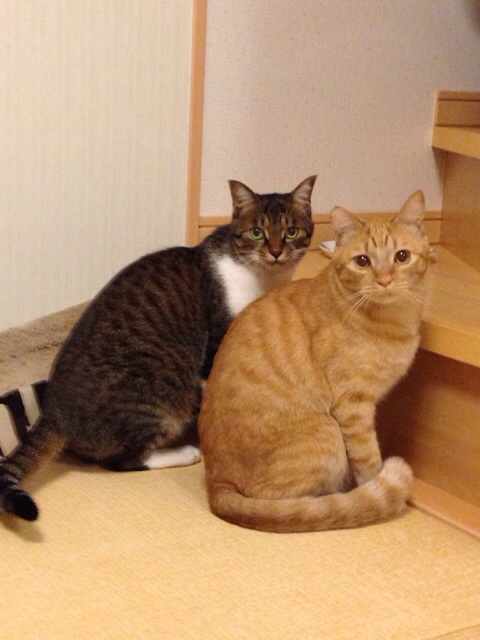 f:id:akiyochan15:20131020130652j:image:w389