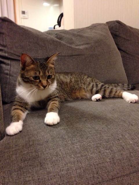 f:id:akiyochan15:20131020130653j:image:w389