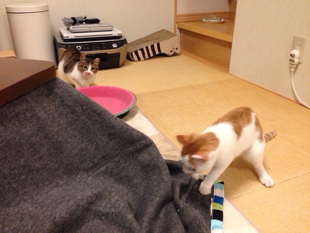 f:id:akiyochan15:20131020130655j:image:w518