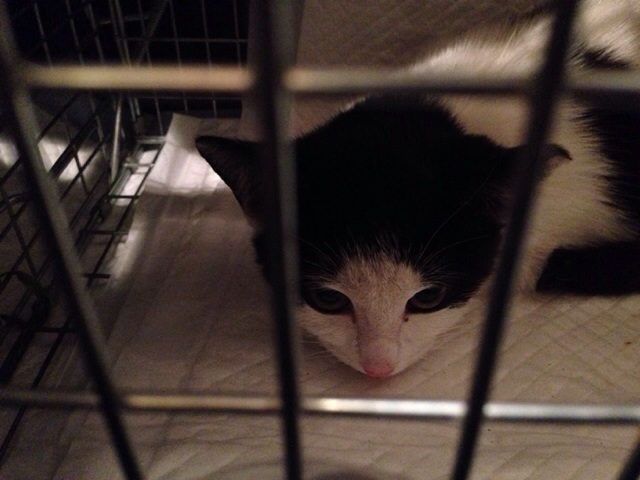 f:id:akiyochan15:20131028232948j:image:w518