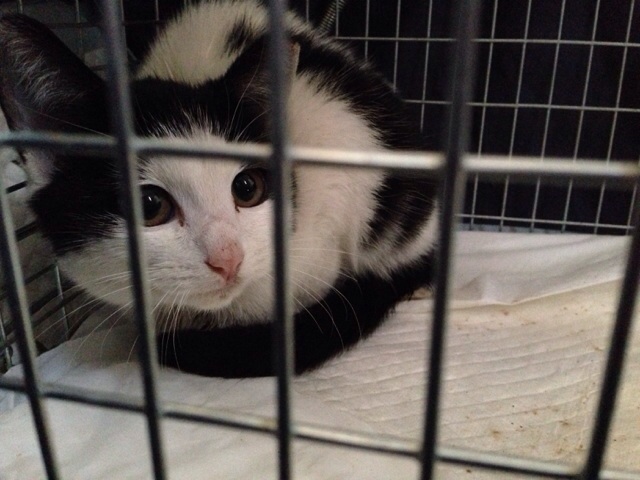 f:id:akiyochan15:20131028232949j:image:w518