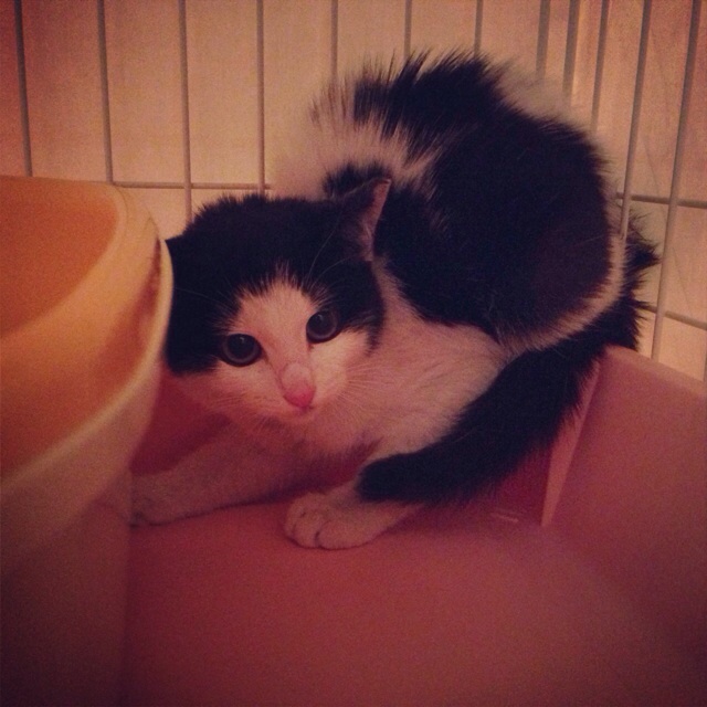 f:id:akiyochan15:20131028232950j:image:w450